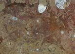 / Fossil Orthoceras & Goniatite Plate - Stoneware #58577-1